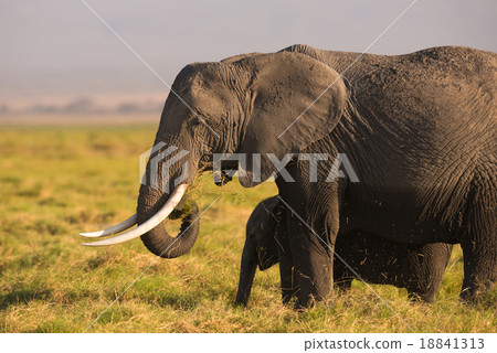 图库照片: african elephant in the wild