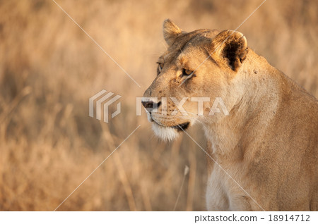 图库照片: female lion in the wild