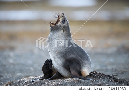 图库照片: antarctic fur seal, south georgia, antarctica