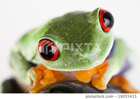 图库照片: black rocket and green frog, funny bright tone