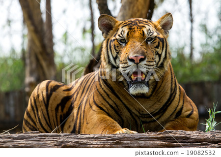 图库照片: bengal tiger