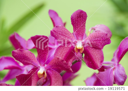 orchidflower,flowerfellfrisk 图库照片: purple fresh orchid flower