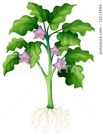 图库插图: purple flowers on the plant