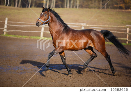 图库照片: running horse