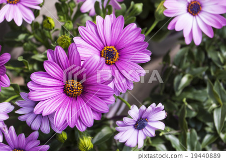 图库照片: 浅紫色的花杂色菊属植物