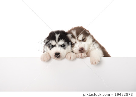 图库照片: cute siberian husky puppies above banner