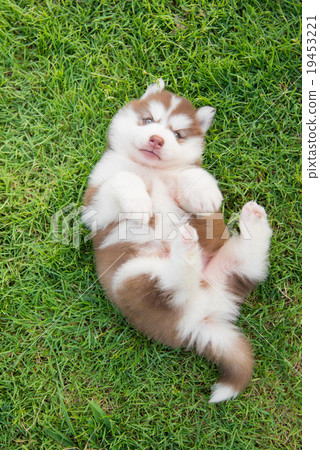 图库照片: cute siberian husky puppy lying