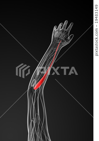 图库插图: extensor carpi radialis longus