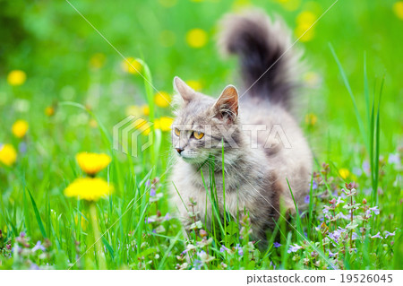 图库照片: cute siberian cat walking on dandelion meadow