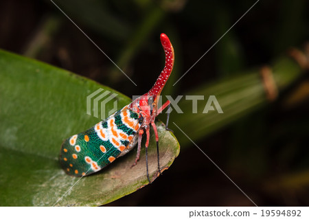 图库照片: lanternfly insect on green leaf