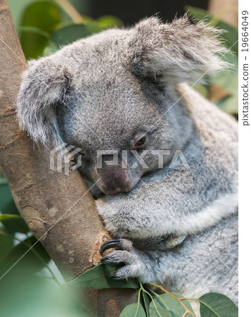 图库照片: close-up of a koala bear