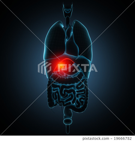 插图素材: liver disease human anatomy