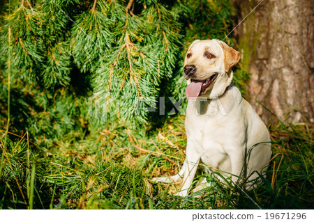 图库照片: happy white labrador retriever dog sitting in
