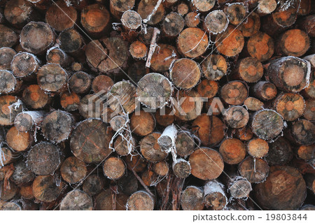 图库照片: a pile of wood tree logs 查看全部