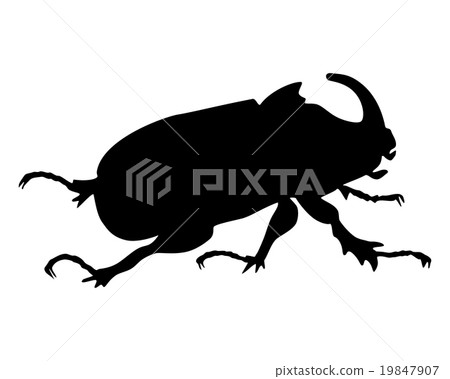 图库插图: rhinoceros beetle