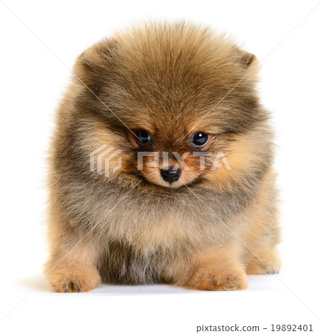 图库照片: pomeranian puppy