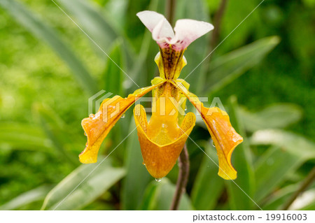 照片素材(图片): paphiopedilum or lady"s slipper orchid flower.