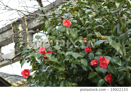 山茶花 日本山茶 吐 首页 照片 姿势_表情_动作 行为_动作 看 山茶花