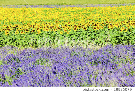 图库照片: lavender and sunflower fields, provence, france