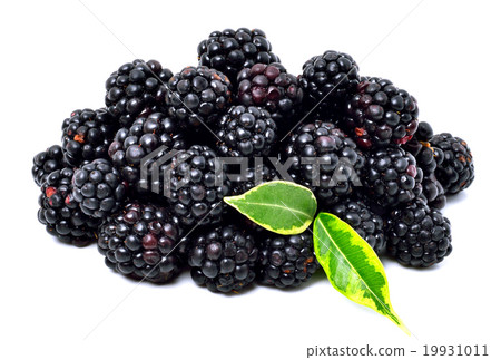 图库照片: blackberries isolated on white