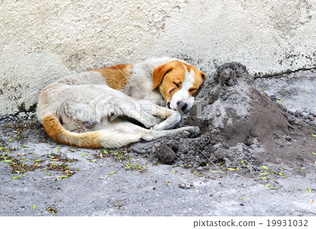 图库照片: homeless dog in the street