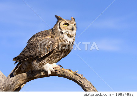 图库照片: great horned owl