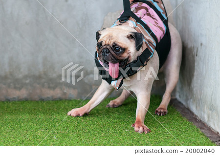 照片素材(图片): wet cute dog pug puppy fear play water at corner