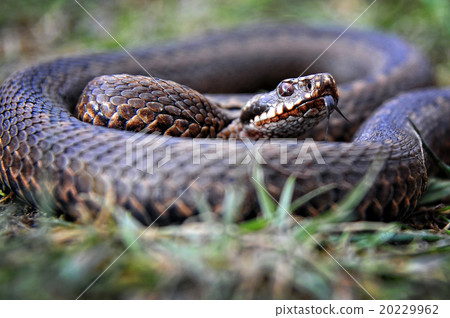 图库照片: snake portrait with tongue in grass