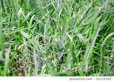 图库照片: green grass texture