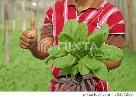 图库照片: organic lettuce pakchoi in a farmer hands