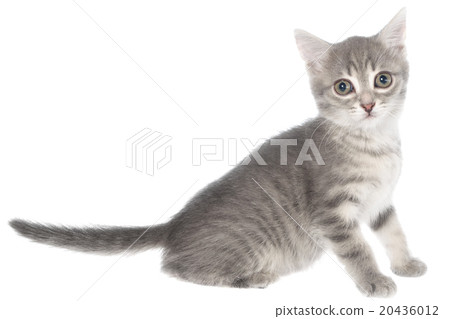 图库照片: british shorthair tabby kitten sitting isolated