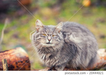 图库照片: siberian cat relaxing outdoors on the wooden log