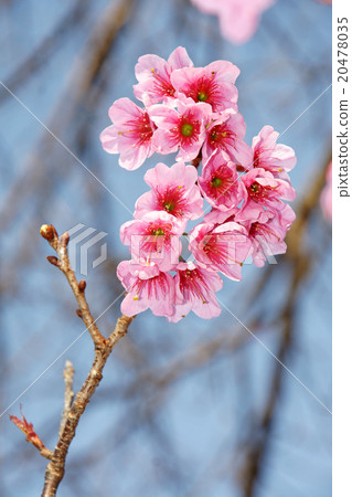 照片素材(图片): cherry blossom or sakura flower with blue sky