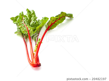 照片素材(图片): swiss chard vegetable isolated on white back