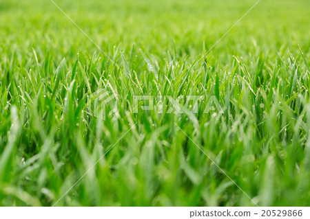 图库照片: close up of fresh thick grass with water drops