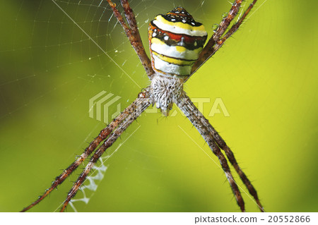 图库照片 big spider in its web,asia thailand