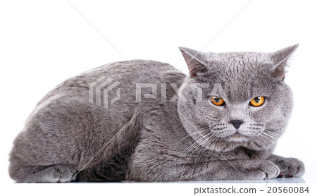 图库照片: british shorthair cat on a white background