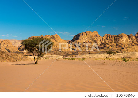 图库照片 dry desert and tree sinai egypt