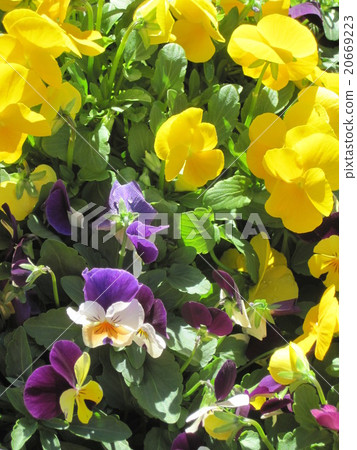 照片 健康_美容 疾病 花粉过敏 三色堇 花朵 花卉*pixta限定素材仅在