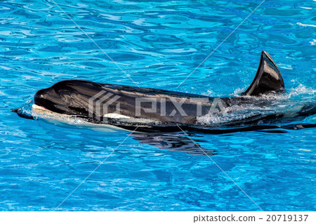 图库照片: orca killer whale while swimming