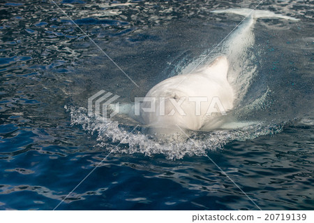 图库照片: beluga whale white dolphin portrait