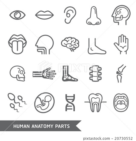 图库插图: human anatomy body parts detailed icons set.