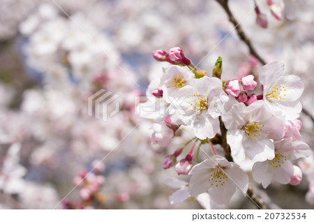 图库照片: 樱花 樱桃树 吉野樱花树