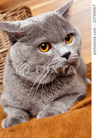 图库照片 portrait of british shorthair cat