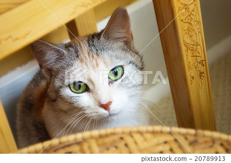 照片素材(图片): calico cat playing hide and seek