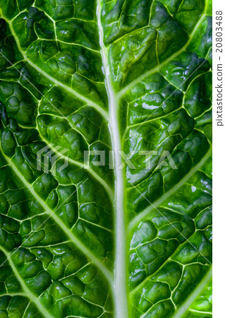 图库照片: savoy cabbage leaf