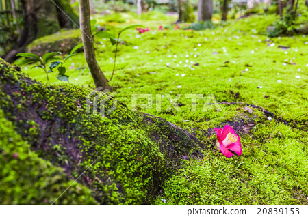 图库照片: 山茶花散落在苔藓上