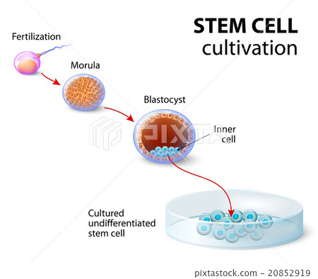 图库插图: stem cell cultivation