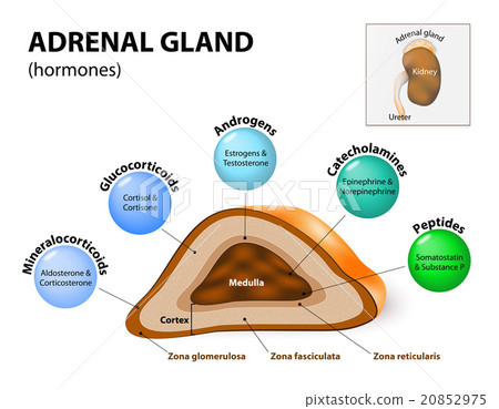 图库插图: adrenal gland hormone secretion