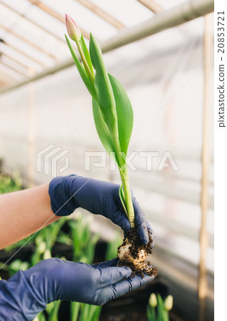 图库照片: pink tulip and bulb in hand